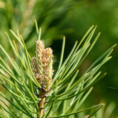 Genç bir çam kozalağı yakın planda.
