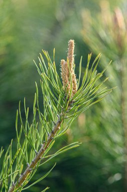 Genç kozalaklar baharın başlarında yakın plan bir dalda.