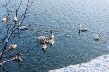 Kışın beyaz kuğular güneşli bir günde donmayan bir nehirde
