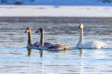 Kışın beyaz kuğular güneşli bir günde donmayan bir nehirde