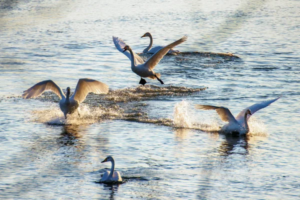 Білі Лебеді Взимку Неморозній Річці Сонячний День — стокове фото