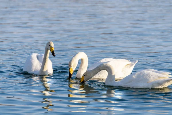 Cisnes Brancos Inverno Rio Sem Congelamento Dia Ensolarado — Fotografia de Stock