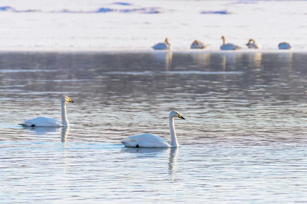 冬日里 阳光明媚的日子 白天鹅在一条不结冰的河里 — 图库照片