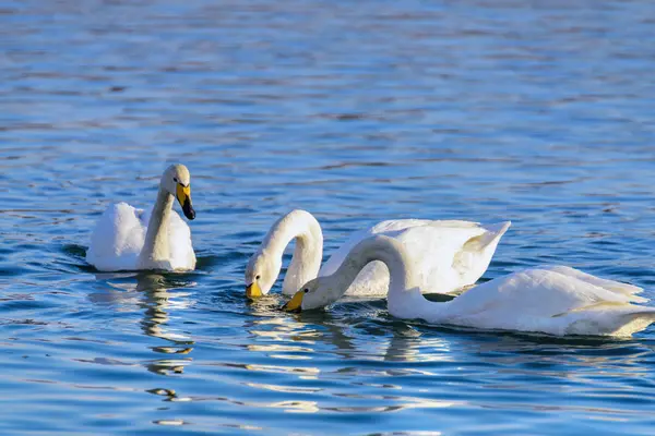 Cisnes Brancos Inverno Rio Sem Congelamento Dia Ensolarado — Fotografia de Stock