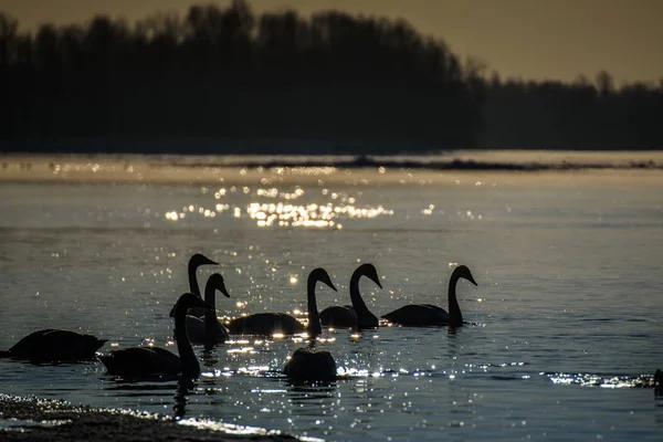 Weiße Schwäne Winter Auf Einem Nicht Zugefrorenen Fluss Einem Sonnigen — Stockfoto