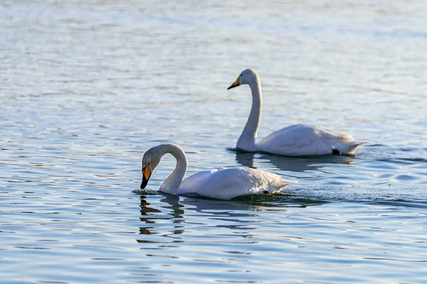 Cisnes Brancos Inverno Rio Sem Congelamento Dia Ensolarado — Fotografia de Stock