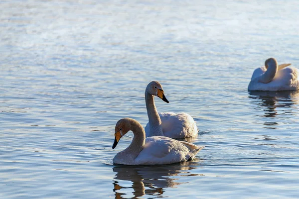 Cisnes Brancos Inverno Rio Sem Congelamento Dia Ensolarado — Fotografia de Stock