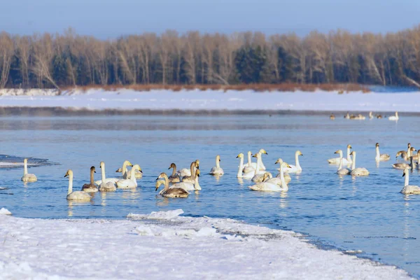 Weiße Schwäne Winter Auf Einem Nicht Zugefrorenen Fluss Einem Sonnigen — Stockfoto