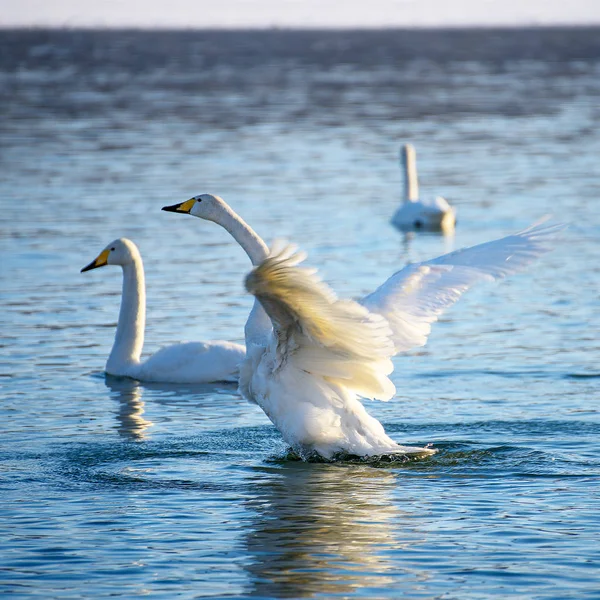 Cisnes Brancos Inverno Rio Sem Congelamento Dia Ensolarado — Fotografia de Stock