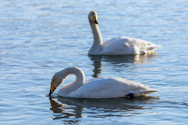 Cisnes Brancos Inverno Rio Sem Congelamento Dia Ensolarado — Fotografia de Stock