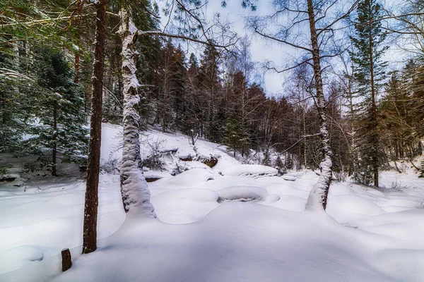 Χιονισμένο Δάσος Πεύκα Χιονονιφάδες Και Ένα Δέντρο Στο Προσκήνιο — Φωτογραφία Αρχείου
