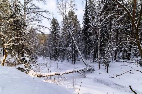 Κρεβάτι Ενός Κατεψυγμένου Ποταμού Ένα Χιονισμένο Δάσος Και Ένα Πεσμένο — Φωτογραφία Αρχείου