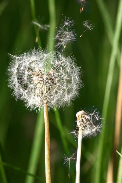 Avec Vent Pissenlit Éparpiller Les Graines Sur Fond Herbe Verte — Photo