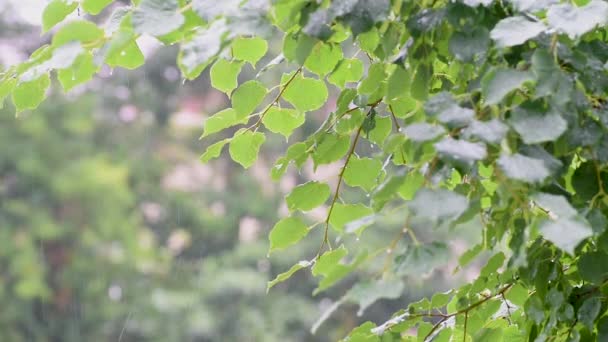 Gotas Chuva Gotejam Nas Folhas Verdes Árvore — Vídeo de Stock