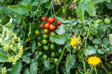 bahçede bir Bush üzerinde olgun ve olgunlaşmamış kiraz domates demet