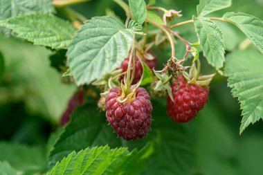 yeşil yaprakları yakın çekim ile bir dal üzerinde ahududu meyveleri