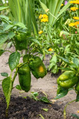 Bahçede yeşil biberli Bush. Doğal koşullar altında
