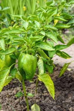 Bahçede yeşil biberli Bush. Doğal koşullar altında