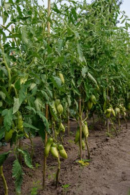 Bahçede yeşil biberli Bush. Doğal koşullar altında