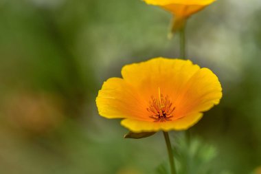Sarı yaprakları yakın çekim, makro ile alan çiçek. Yaz aylarında doğal ortamda