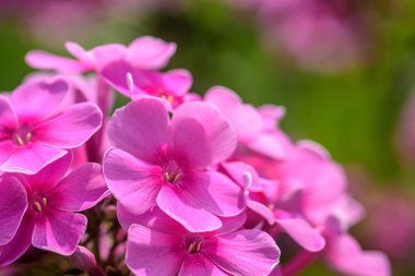 Pembe yaprakları yakın çekim, makro ile alan çiçek. Yaz aylarında doğal ortamda