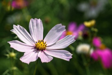 Beyaz yaprakları ile Alan çiçek, Papatya yakın çekim, makro