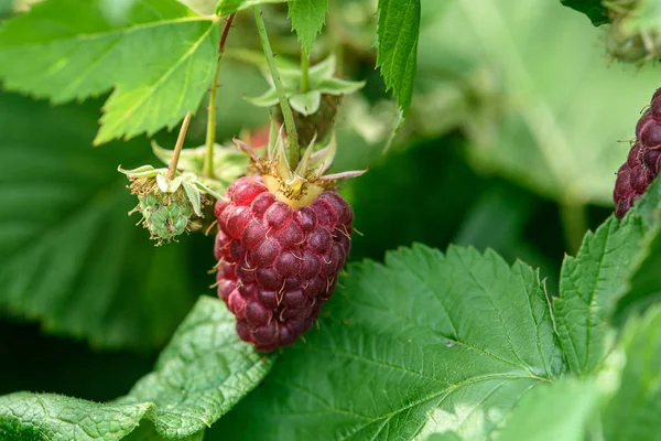 Himbeeren Auf Einem Zweig Mit Grünen Blättern Nahaufnahme — Stockfoto