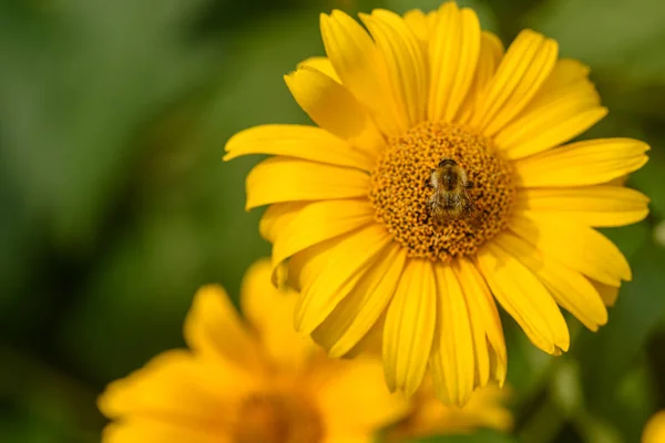 Api Che Raccolgono Polline Fiore Giallo Primo Piano — Foto Stock