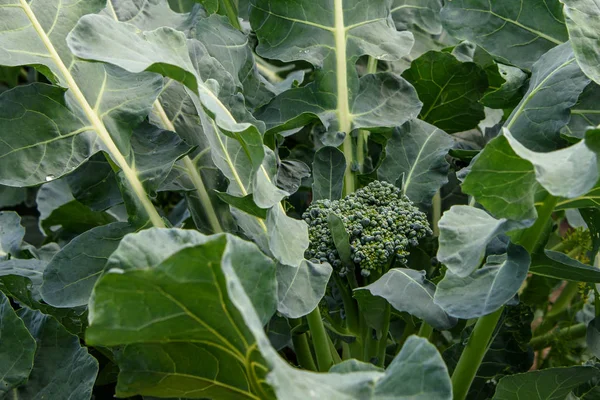 Cabbage Broccoli Garden Garden Close — Stock Photo, Image