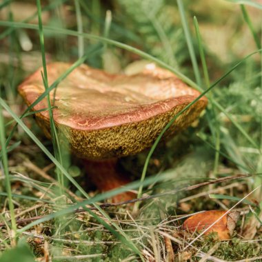 çim yakın çekim yalnız mantar, makrofotoğrafçılık
