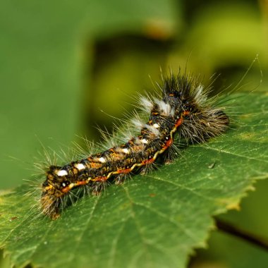yeşil yaprak yakın çekim, makrofotoğrafçılık üzerinde tırtıl