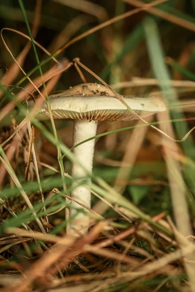 孤独的蘑菇在草特写 宏观摄影 — 图库照片