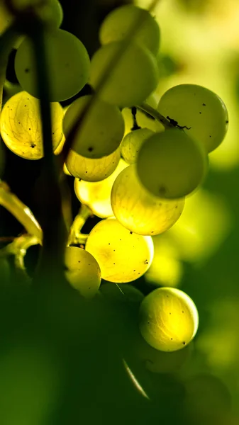 太陽に照らされた葉のクローズアップの中の緑のブドウの束 — ストック写真