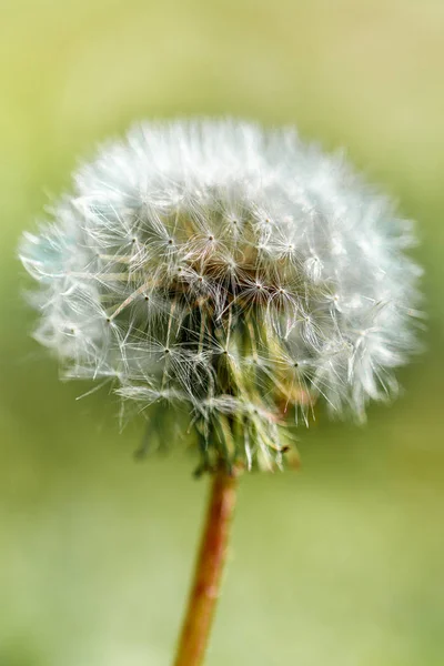 Pissenlit Gros Plan Lumière Soleil Dans Milieu Naturel Macrophotographie — Photo