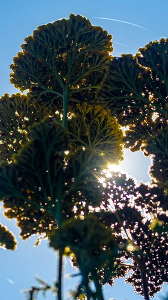 太陽の光の中の青い空に対する緑の草の底面図 クローズアップ — ストック写真