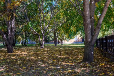 sokaklar ve zemin üzerinde ağaçlar ve düşmüş yaprakları ile şehir sonbahar Park