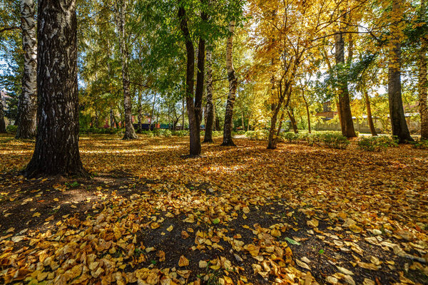 городской осенний парк с деревьями и опавшими листьями на аллеях и на земле
