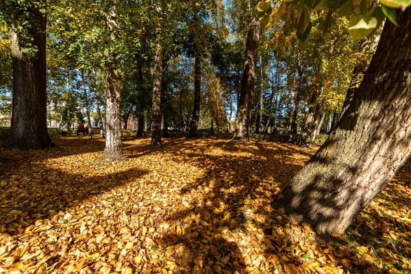 city autumn Park with trees and fallen leaves on the alleys and the ground