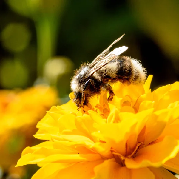 黄色い花に花粉を集めるミツバチ クローズアップ — ストック写真