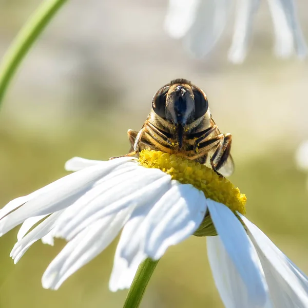 Бджола Сидить Білому Ромашку Крупним Планом — стокове фото