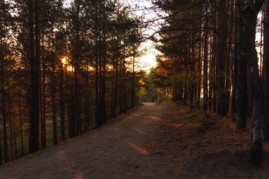 Orman sabahın erken saatlerinde, güneşin ilk ışıklarıyla aydınlandı.