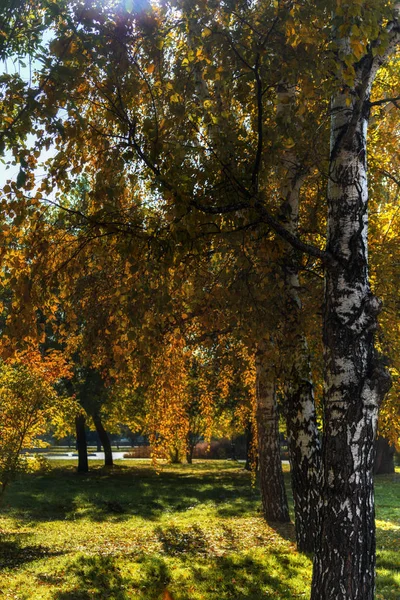 Alberi Nel Parco Con Fogliame Autunnale Una Giornata Sole Fotografia Stock