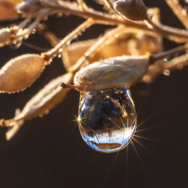 Ein Tropfen Wasser Auf Einem Ast Aus Nächster Nähe Der — Stockfoto