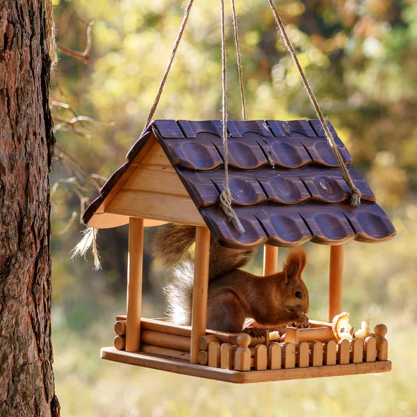 Ein Wildes Eichhörnchen Sitzt Einem Vogelfutterhäuschen Das Einem Baum Hängt — Stockfoto