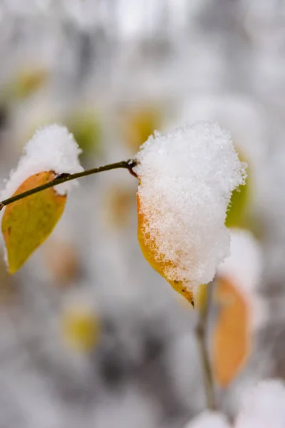 Feuilles Automne Sur Une Branche Couverte Première Neige — Photo