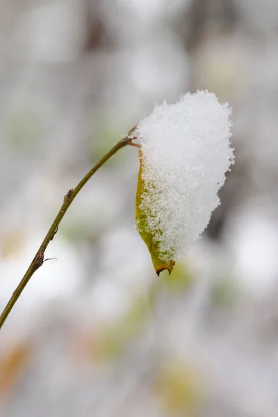 Folhas Outono Ramo Coberto Com Primeira Neve — Fotografia de Stock