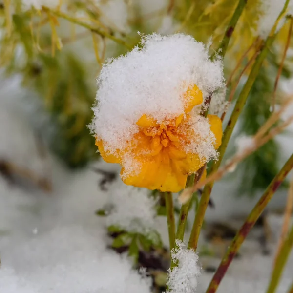 Flores Amarelas Uma Cama Coberta Com Primeira Neve — Fotografia de Stock