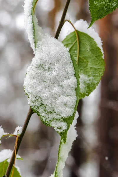 Folhas Outono Ramo Coberto Com Primeira Neve — Fotografia de Stock