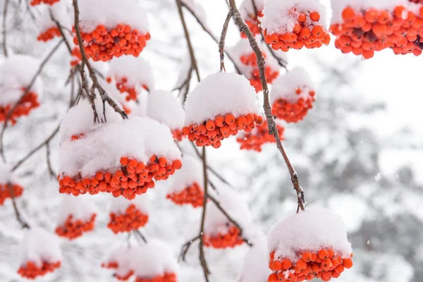 Skupiska Jagód Rowan Gałęzi Pokrytej Śniegiem — Zdjęcie stockowe