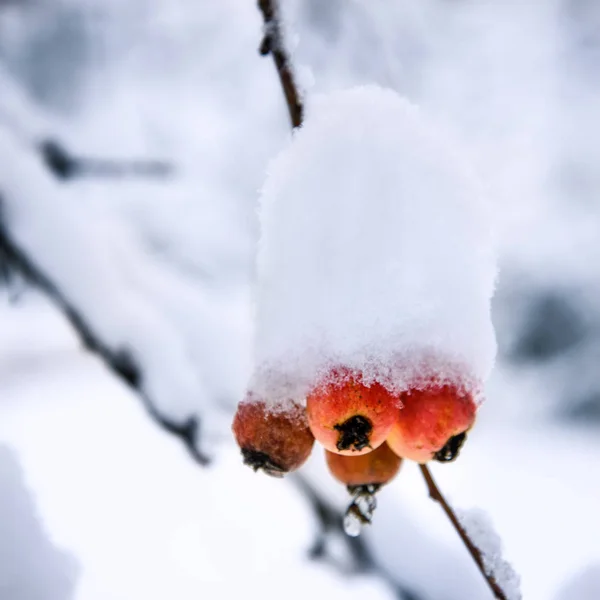 Dzikie Jabłka Gałęzi Pokrytej Śniegiem — Zdjęcie stockowe